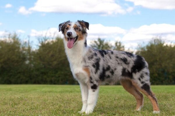 Get Inspired With Trendy Aussie Haircut Styles For Your Furry Friend!