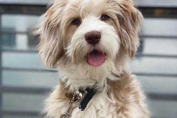 Get The Best Aussie Doodle Haircut Styles For Your Furry Friend