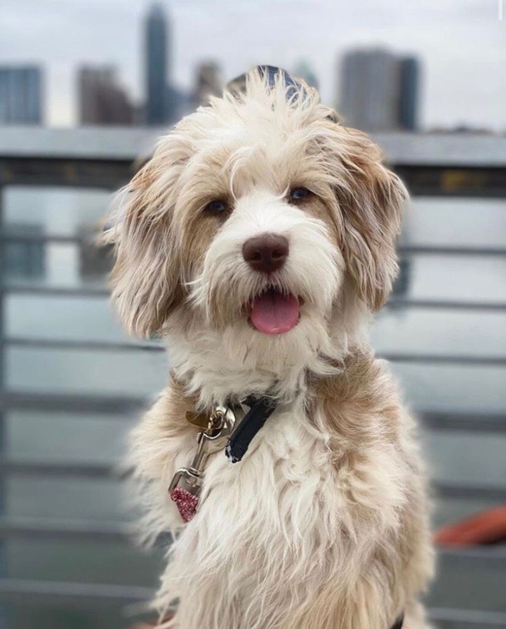 Get The Best Aussie Doodle Haircut Styles For Your Furry Friend