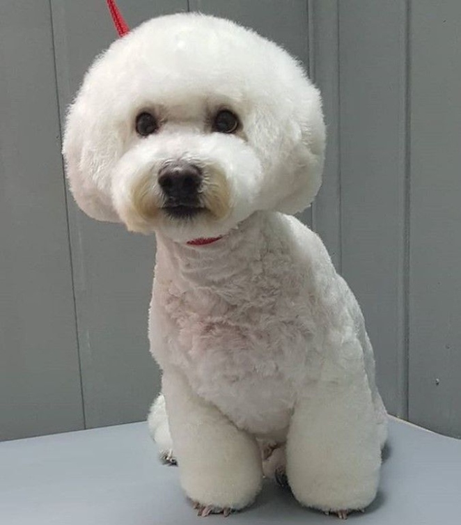 Top 10 Trendy Bichon Frise Haircut Ideas For Your Stylish Pup