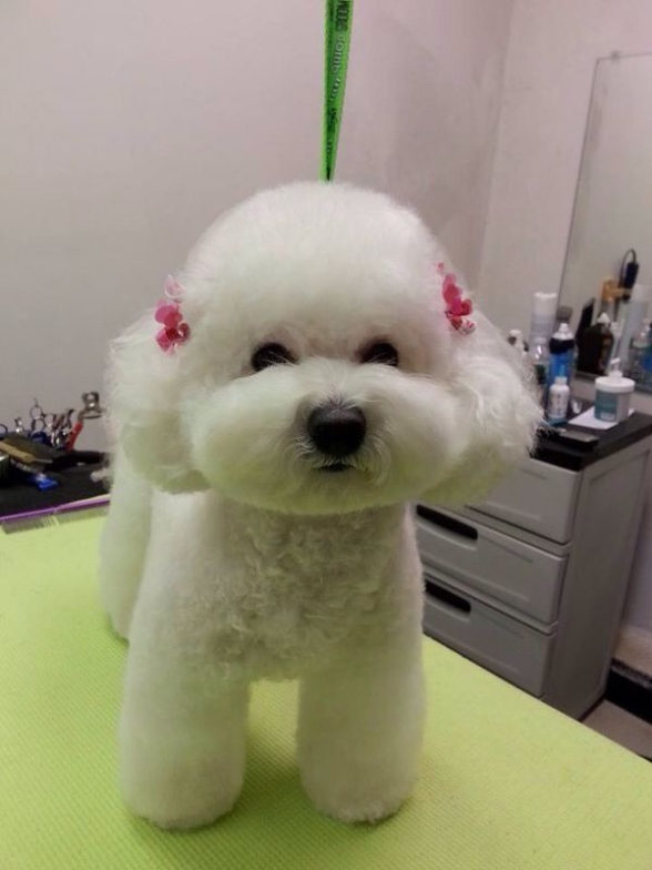 Backdate 5  Haircuts For Bichon Frises