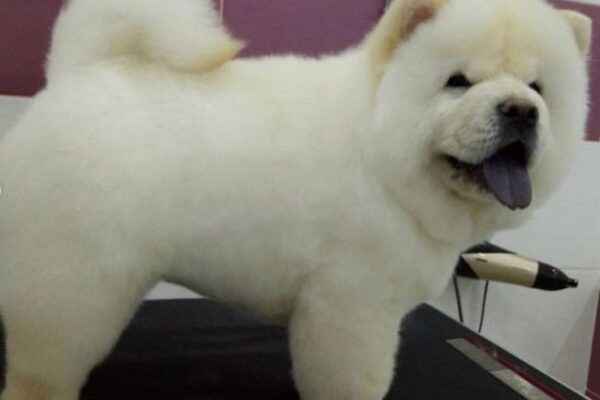 Get Your Pup Looking Pawsitively Fetching With These Chow Chow Haircut Styles!