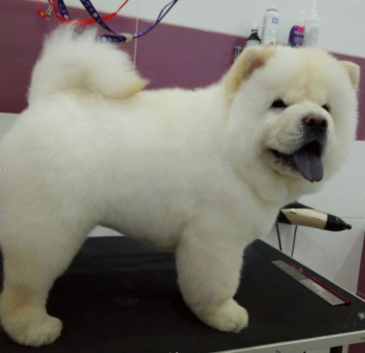 Get Your Pup Looking Pawsitively Fetching With These Chow Chow Haircut Styles!