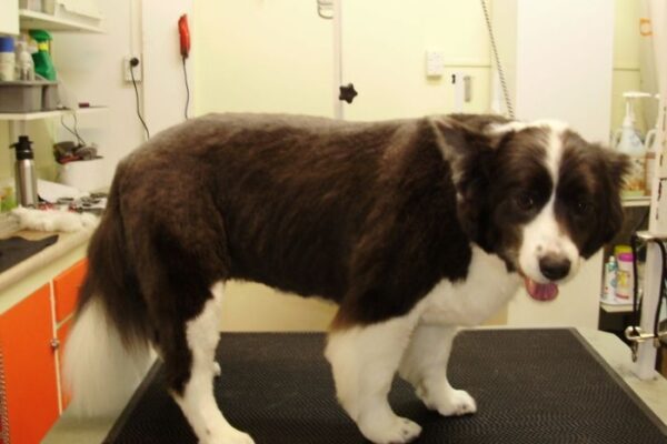 Get Creative: Top Border Collie Haircut Ideas For A Stylish Pup!