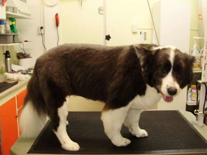 Get Creative: Top Border Collie Haircut Ideas For A Stylish Pup!