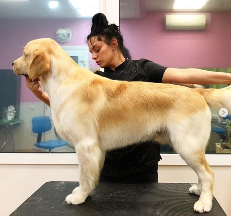 Niche Utama 2  Best Golden Retriever Haircuts For Dog Lovers