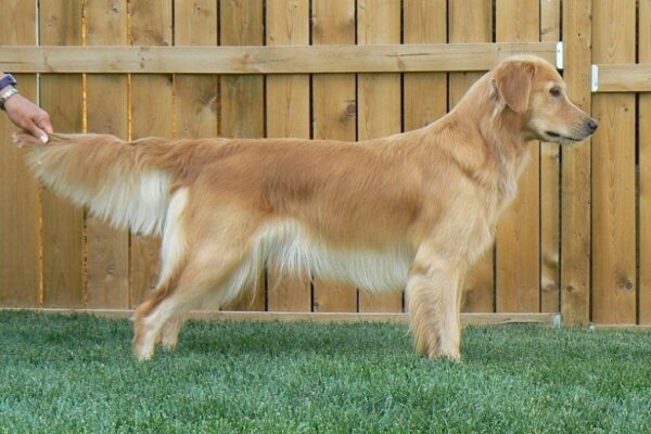 Unlocking The Perfect Pup ‘Do: Top Trending Golden Retriever Haircut Styles For Your Furry Friend