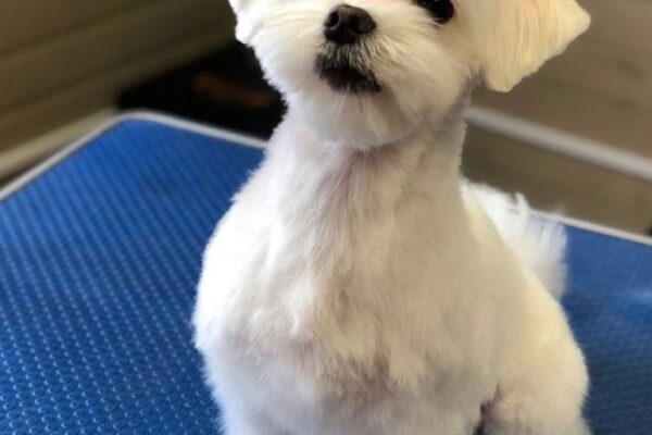 Mane Makeover: Trendsetting Haircut Styles For Maltese Pups