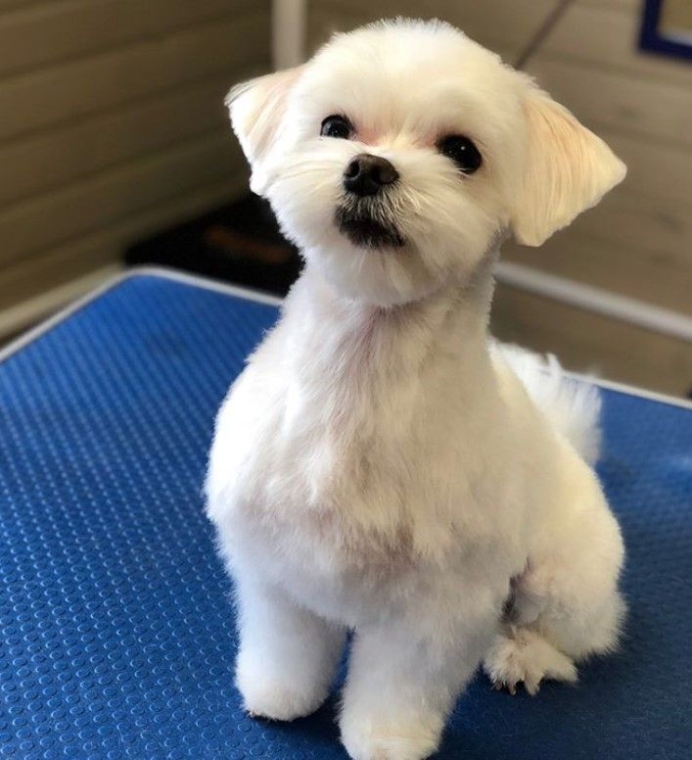 Mane Makeover: Trendsetting Haircut Styles For Maltese Pups