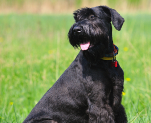 Unleash Your Giant Schnauzer’s Style With These Top Trending Haircut Looks!