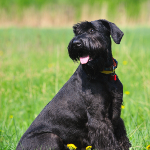 Unleash Your Giant Schnauzer’s Style With These Top Trending Haircut Looks!