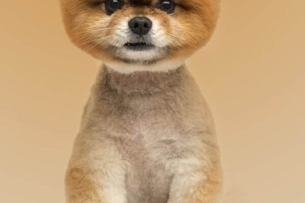 Pawsitively Posh: The Top Pomeranian Haircut Styles To Make Your Furry Friend Stand Out!