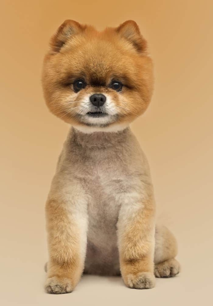 Pawsitively Posh: The Top Pomeranian Haircut Styles To Make Your Furry Friend Stand Out!