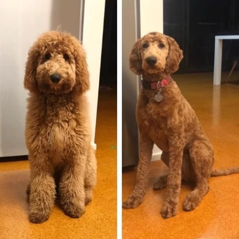 Niche Utama 2 Short Labradoodle Haircut Ideas:  Before And After Photos!