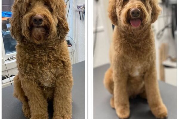 Top 10 Trendiest Haircut Styles For Labradoodles: Transform Your Pup’s Look Today!