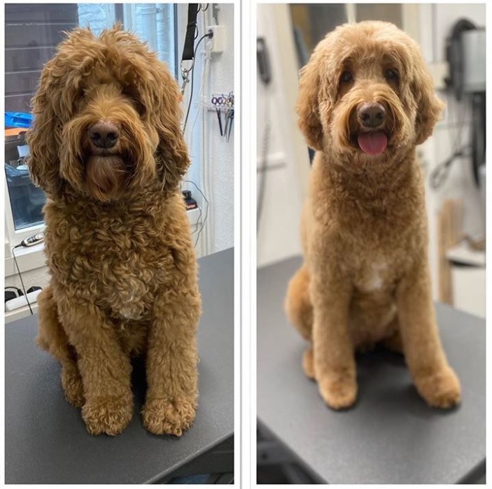 Top 10 Trendiest Haircut Styles For Labradoodles: Transform Your Pup’s Look Today!